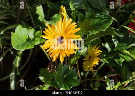 Une fleur de gerbera jaune a fleuri dans le jardin. Floraison et croissance des fleurs de gerbera dans des conditions naturelles. Banque D'Images