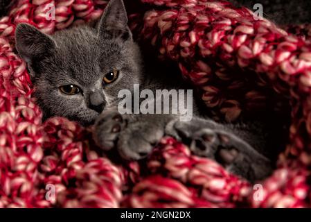 Somnolent petit chaton britannique de shorthair regardant la caméra enveloppée dans une couverture rouge et blanche Banque D'Images