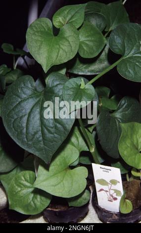 Houttuynia cordata, également connu sous le nom de menthe de poisson, feuille de poisson, plante arc-en-ciel, plante de caméléon, feuille de coeur, Millepertuis ou queue de lézard chinoise Banque D'Images