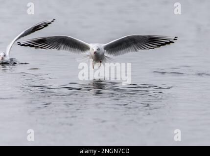 Le Gul à tête noire débarque sur le lac à Staffordshire, au Royaume-Uni Banque D'Images