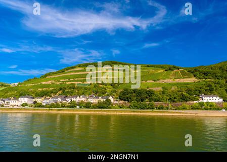 Vignobles et rivière à Ruedesheim Assmannshausen, Rudesheim am Rhein Rhin, Rheingau-Taunus-Kreis, Darmstadt, Hessen, Allemagne. Banque D'Images