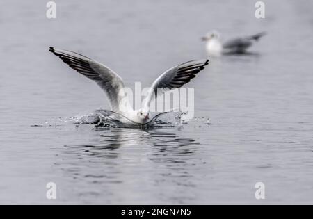 Le Gul à tête noire débarque sur le lac à Staffordshire, au Royaume-Uni Banque D'Images