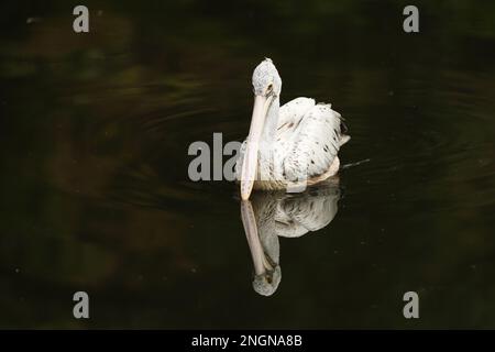 Oiseau dans l'eau. Pélican dalmatien, Pelecanus crispus, dans le lac en Grèce. Scène de la faune. Banque D'Images