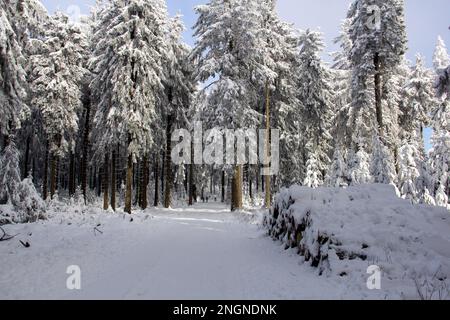 Forêt en hiver, route enneigée parmi les sapins, près de Grosser Feldberg, Allemagne Banque D'Images