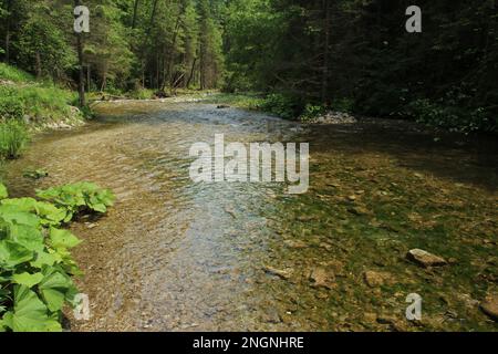 La rivière traverse les zones du parc national du Paradis slovaque Banque D'Images