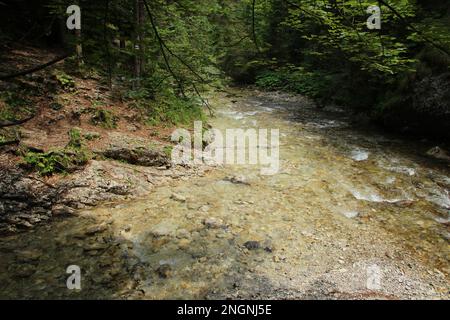 La rivière traverse les zones du parc national du Paradis slovaque Banque D'Images