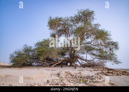 Arbre de vie légendaire dans le désert de Bahreïn, Royaume de Bahreïn. Banque D'Images