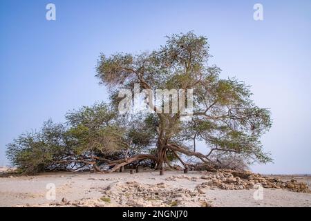 Arbre de vie légendaire dans le désert de Bahreïn, Royaume de Bahreïn. Banque D'Images