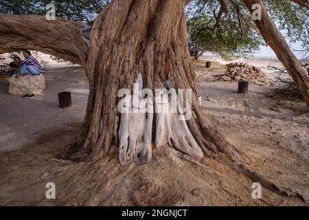 Arbre de vie légendaire dans le désert de Bahreïn, Royaume de Bahreïn. Banque D'Images