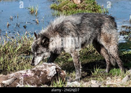 Gris loup gris gris à noir couleur phase vue du corps entier se nourrissant sur le cerf de queue blanc mort face à gauche Banque D'Images