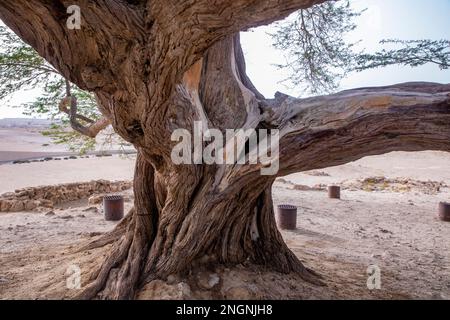 Arbre de vie légendaire dans le désert de Bahreïn, Royaume de Bahreïn. Banque D'Images