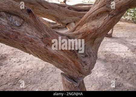 Arbre de vie légendaire dans le désert de Bahreïn, Royaume de Bahreïn. Banque D'Images
