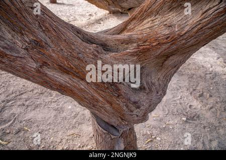 Arbre de vie légendaire dans le désert de Bahreïn, Royaume de Bahreïn. Banque D'Images