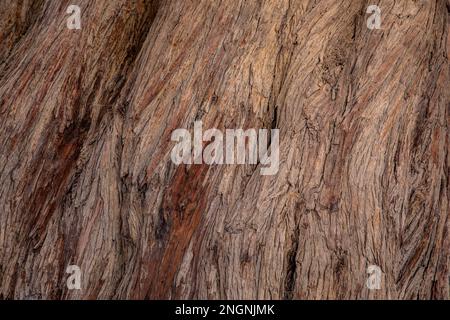 Arbre de vie légendaire dans le désert de Bahreïn, Royaume de Bahreïn. Banque D'Images