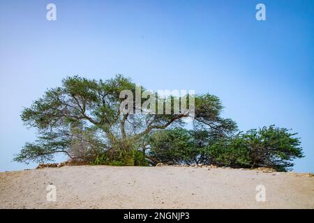 Arbre de vie légendaire dans le désert de Bahreïn, Royaume de Bahreïn. Banque D'Images