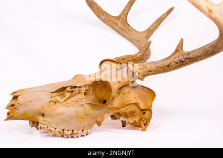 Vue latérale d'un crâne à partir d'un buck de cerf de Virginie dans le Wisconsin, à l'horizontale Banque D'Images