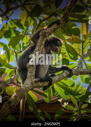 Le singe feuille sombre ou le langur spectaculaire se cachant dans un arbre parmi les feuilles de la plage de Railay, province de Krabi, Thaïlande Banque D'Images