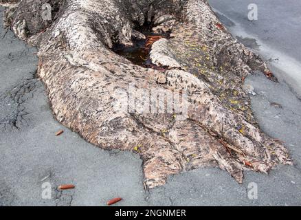 Vue abstraite des racines d'arbres brisant l'asphalte du trottoir dans la ville de Napier (Nouvelle-Zélande). Banque D'Images