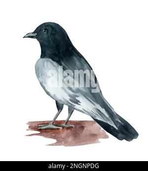 Détail corbeau peint en aquarelle sur fond blanc. Nuances de gris. Banque D'Images