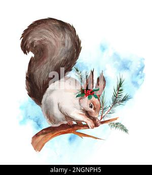 Écureuil sur une branche d'épinette isolée sur fond blanc. Illustrations aquarelles réalistes. Animaux de la forêt Banque D'Images