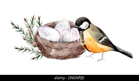 Tisouris sur un nid avec des œufs. Oiseaux dans la nature. Illustration aquarelle pour cartes postales Banque D'Images