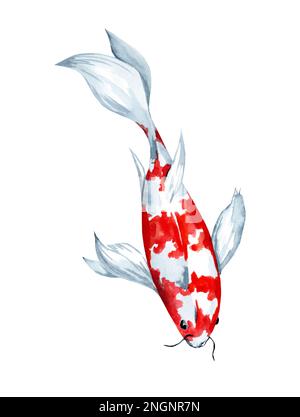 Illustration aquarelle dessinée à la main du poisson carpe de Koi sur fond blanc. Élément pour la conception d'invitations, d'affiches de films, de tissus et d'autres objets. Banque D'Images