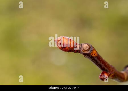 Un bourgeon au début du printemps sur une branche d'un châtaignier. Printemps dans la nature Banque D'Images