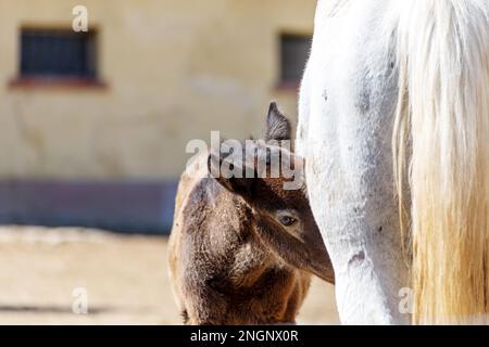 Soins infirmiers de cheval son Foal sur la ferme . Succion Mare et foal. Banque D'Images