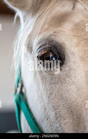 Portrait de cheval Lipizzaner. Le Lipizzan ou Lipizzaner est une race européenne de cheval développé dans l'empire des Habsbourg au XVIe siècle. Banque D'Images