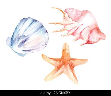Aquarelle de coquillages, étoiles de mer, sur un fond blanc isolé, dessin à la main, clipart marin d'été Banque D'Images