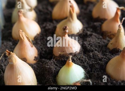 Bulbes de fleurs de jacinthe plantés au début du printemps, passe-temps botanique Banque D'Images