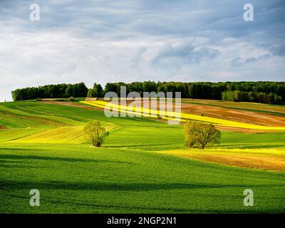 Céréales vertes jeunes. Colza en fleurs. Le soleil brille peu pour éclairer les champs, les arbres et les buissons. Roztocze. Pologne orientale. Banque D'Images