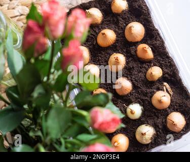 Bulbes de fleurs de jacinthe plantés au début du printemps, passe-temps botanique Banque D'Images