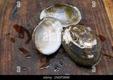 Velesunio ambiguus ou Velesunio ambiguë ou Billabong Mussel une bivalve d'eau douce utilisée comme nourriture de brousse par les peuples autochtones australiens. Banque D'Images