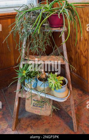 Plantes de cactus en pot sur le vieil escabeau en bois dans la cuisine avec plancher de carreaux de céramique en terre cuite à l'intérieur de la vieille maison américaine de 1927 quatre carrés. Banque D'Images