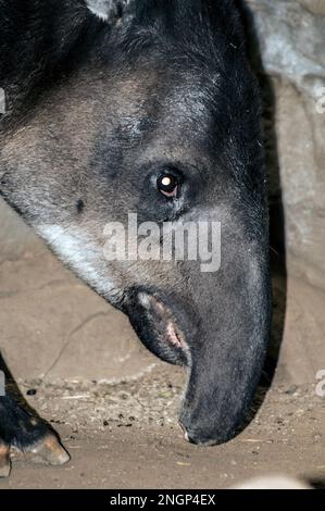 Bairds tapir gros plan du visage, vertical Banque D'Images