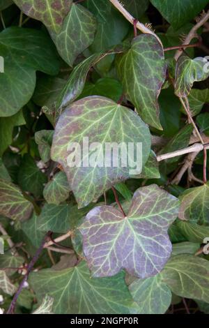 Ivy vert montant une colonne dans un jardin de la Nouvelle-Angleterre pendant l'hiver. Gros plan de plusieurs lames. Banque D'Images