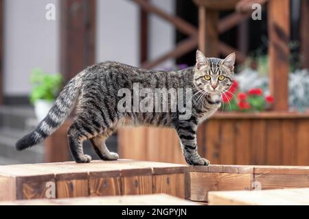 Chat tabby domestique à l'extérieur à la cour de la maison de campagne Banque D'Images