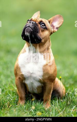 Adorable boudogue français sur l'herbe verte. Portrait d'un chien de compagnie dans la nature. Banque D'Images