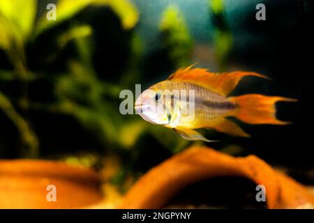 Cockatoo nain cichlid poisson - apistogramma cacacacatuoides Banque D'Images