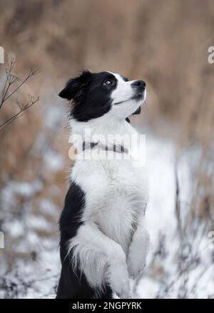 Portrait d'une femelle chien de Border collie race mendiant à la nature d'hiver Banque D'Images