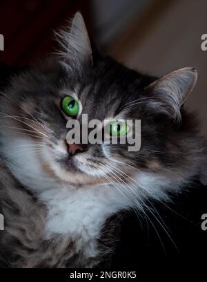 gros plan d'un portrait de chat avec des yeux verts Banque D'Images
