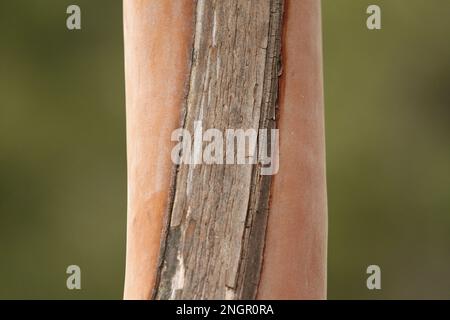 Gros plan de la texture et du motif de l'écorce d'orange et de blanc du tronc d'un arbre Arbutus menziesii sur un fond vert flou. Banque D'Images