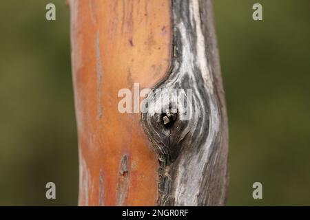 Gros plan de la texture et du motif de l'écorce d'orange et de blanc du tronc d'un arbre Arbutus menziesii sur un fond vert flou. Banque D'Images