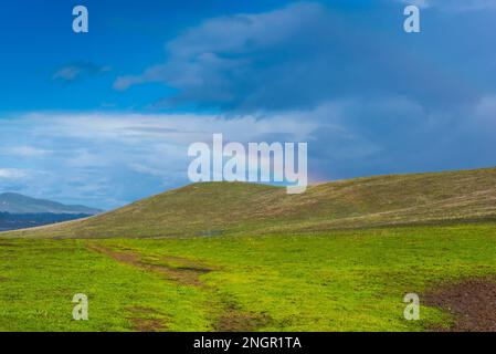 Vue panoramique d'un pâturage à l'Ranch Rush Espace Ouvert, Fairfield, Californie, USA, avec le vert, herbe envahissantes qui ne dure que quelques semaines Banque D'Images