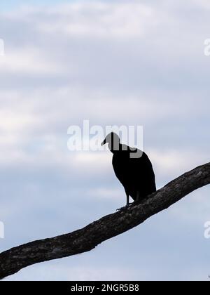 Une silhouette de Vulture noire sur une branche Banque D'Images