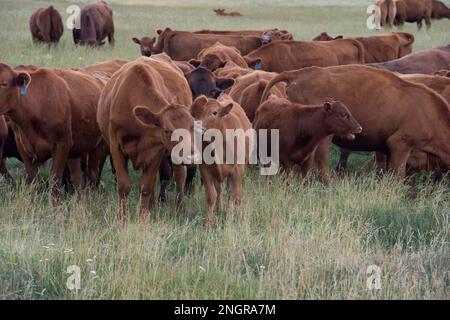 Bovins Red angus dans un pré du bassin supérieur de Lost River, Idaho Banque D'Images