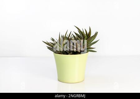 Planche à laver de fée Haworthia dans un beau pot décoratif isolé sur fond blanc Banque D'Images