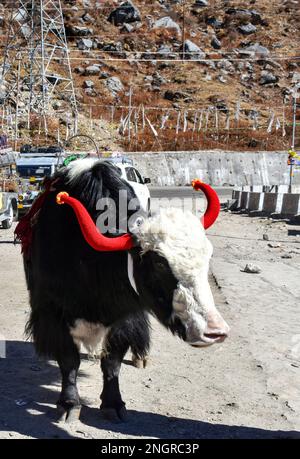Le yak himalayen domestique, également connu sous le nom de boeuf tartare, est une espèce d'animal à poil long Banque D'Images