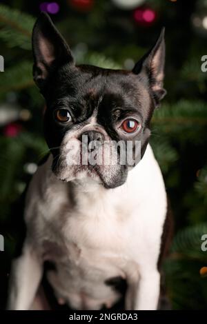 Chien Boston Terrier dans un cadre de studio avec des arbres de Noël en arrière-plan. Ambiance festive et joyeuse mettant en valeur le chien ludique et curi Banque D'Images